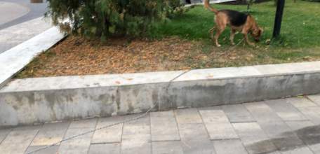 В регионе появятся пункты временного содержания бродячих животных