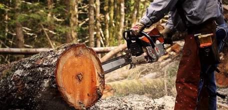 В районе Урочище «Дубок», около Ростовских дач, проводится незаконная вырубка деревьев!