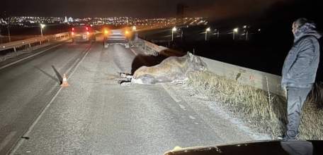 В Липецкой области сбили лося!