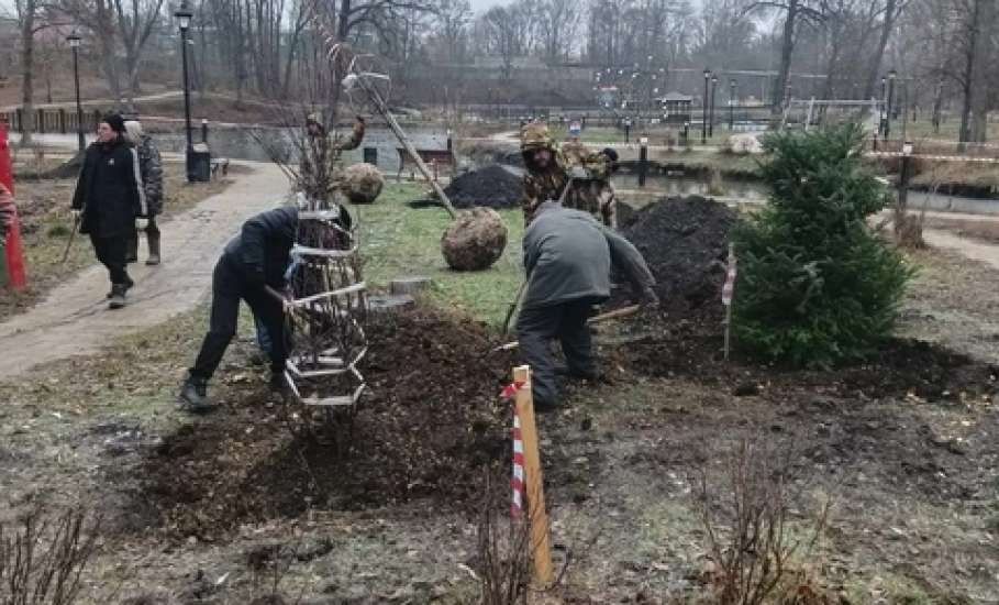 В Петровском парке Ельца посадили чубушник