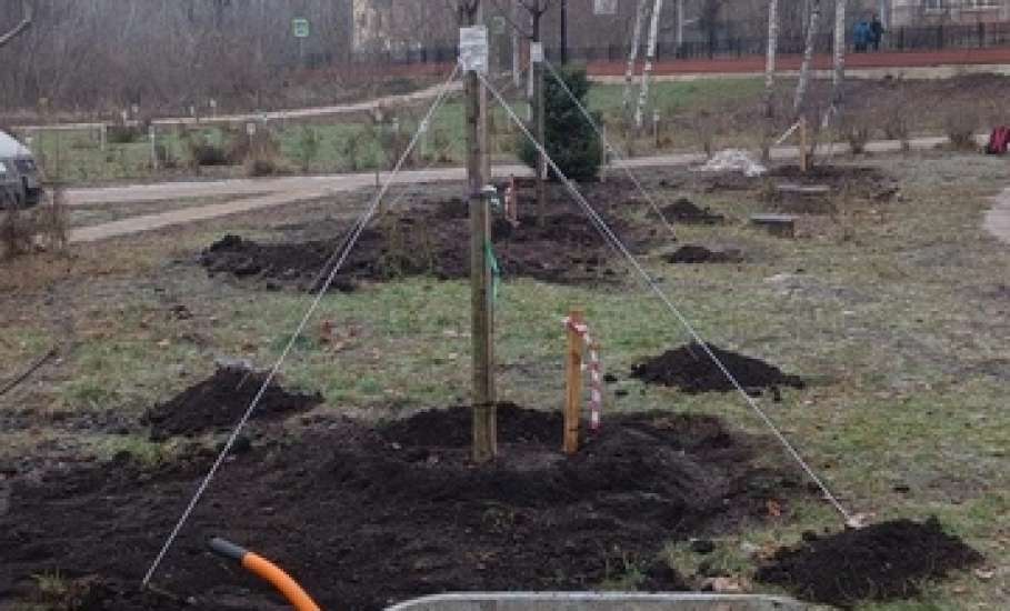 В Петровском парке Ельца посадили чубушник