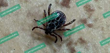 Новогодние ёлки в этом году как никогда полны «сюрпризов»!