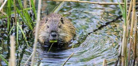 Бобры в Чехии построили плотину, сэкономив правительству более 30 млн крон!