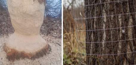 Тёплая зима повлияла на аппетит бобров в Липецкой области