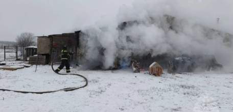 В Ельце горел приют для собак!