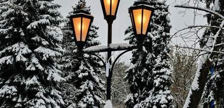 Стаи собак в Липецке загоняют девушек на деревья!