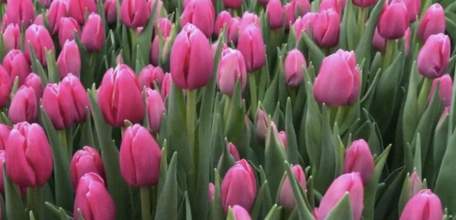 Поздравляем с Международным женским днём!