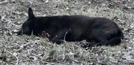 Ельчанка отсудила 100 000 рублей за укусы безнадзорных собак!