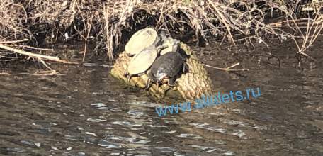Черепашки из Петровского парка в Ельце уже греются на солнышке после зимы!