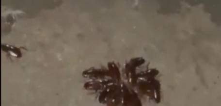 Елец атакуют полчища тараканов!