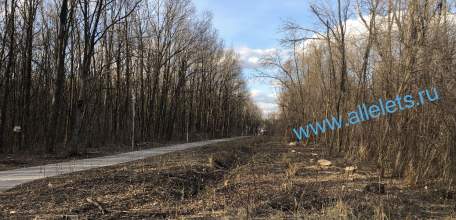 В Ельце в парке 40-летия Октября  опять спилили здоровые деревья!