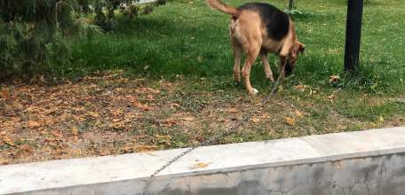 Рассмотрение резонансного законопроекта об умерщвлении бездомных собак перенесли