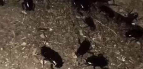 Тараканы заполонили микрорайон в Ельце!