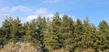 У 22-летней ельчанки нашли 0,79 грамма наркотика