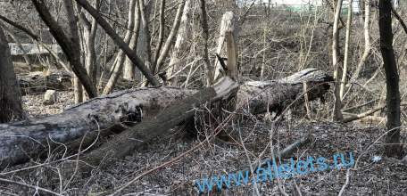 С 1 марта в России запретили хоронить самостоятельно домашних животных. Только кремация. Платно