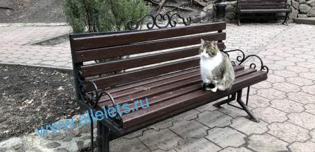 Роскачество выявило схему мошенничества с угрозой изъятия домашних животных