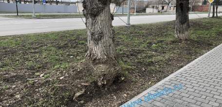 Благоустройство по-елецки. Уничтоженные деревья по улице Коммунаров!