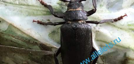 Продукты из насекомых начнут производить в России! Приплыли