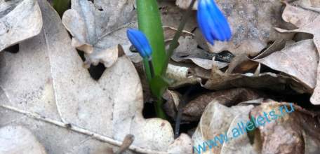 «Вам букет»: ельчанка хотела получить цветы, а в итоге продала машину и перевела деньги мошенникам