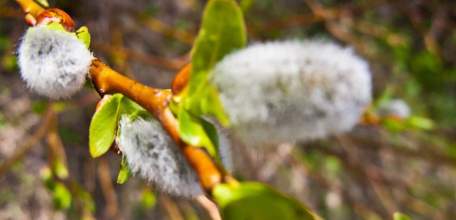 С Вербным воскресеньем!