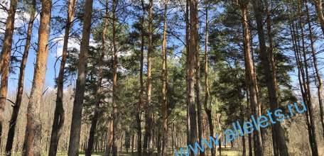 Четыре украинских БПЛА уничтожено над Липецкой областью ночью - Минобороны РФ