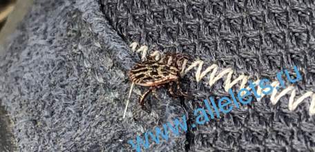 В Липецкой области от клещей пострадали 411 человек, из них 178 детей!