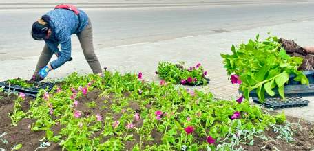 В Ельце началась высадка цветов