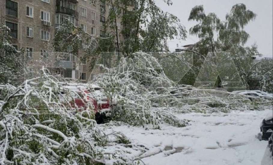 Упавшие из-за снега деревья повредили уже несколько десятков автомобилей в Москве и Подмосковье!