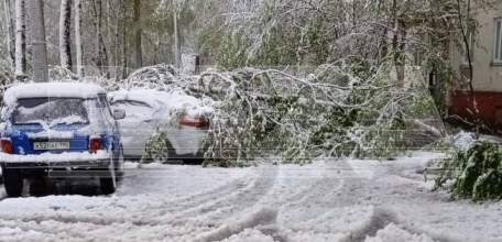 Упавшие из-за снега деревья повредили уже несколько десятков автомобилей в Москве и Подмосковье!