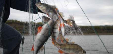 По требованию природоохранной прокуратуры заблокирован доступ к сайтам с информацией о запрещенных способах лова рыбы