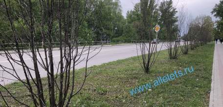 Аллея высохших рябин «украшает» Елец перед 9 мая!!!