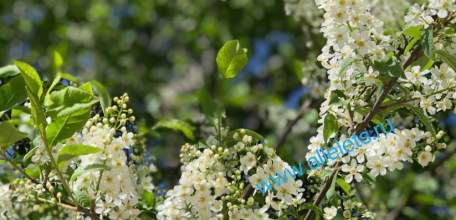 Посещение лесов временно ограничат в Липецкой области — до 21 мая!