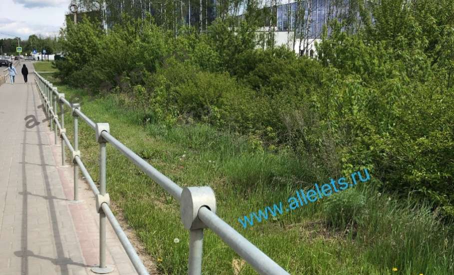 В Ельце дамба заросла деревьями и превратилась в лес!