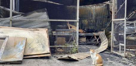 В женском монастыре сгорел кошачий приют