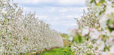 Лебедянские сады перезимовали. Яблоки будут