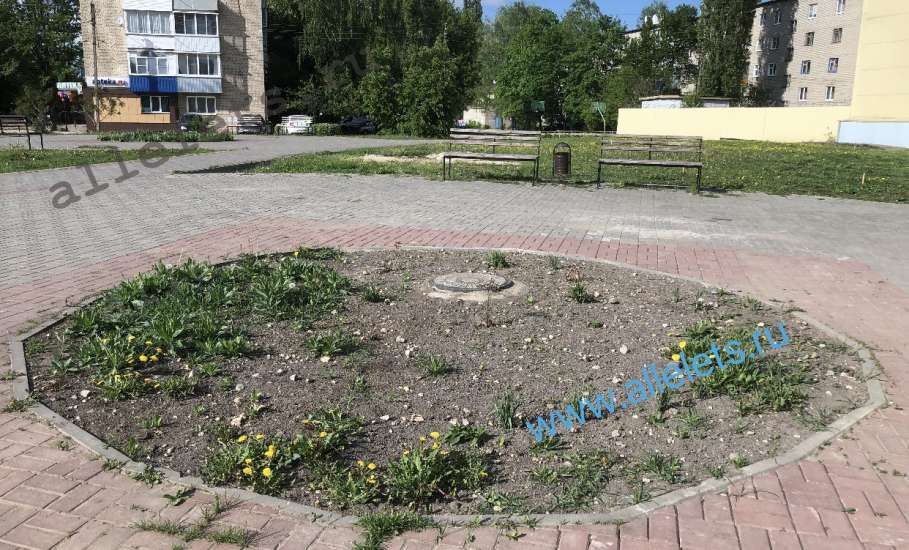 В сквере-пустыре с клумбы вырвали даже последние одуванчики!