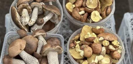 В середине мая в Липецкой области пошли осенние грибы!