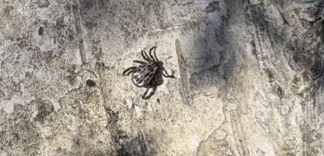 В Липецкой области 1242 человека пострадали от укусов клещей!