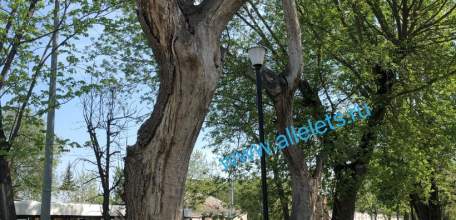 В Ельце часть дерева упала на авто бывшего военного, ветерана ВС