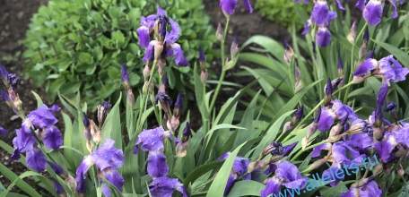 Еще больше многодетных семей смогут получить бесплатные земельные участки