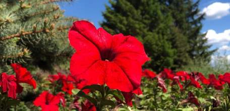 На Площади Победы посадили цветы