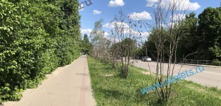 Какие достопримечательности посмотреть туристу в Ельце? Появилась целая аллея мёртвых рябин! Очень символично!