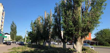 По улице Свердлова в Ельце деревья превратили в обрубки! А невывезенные сучья продолжают лежать на асфальте!