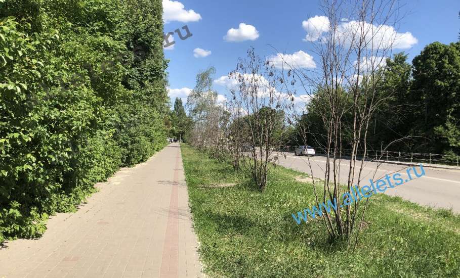 В Ельце под покровом ночи выпилили и вывезли по улице Свердлова высохшие рябины! Какой позор администрации Ельца!