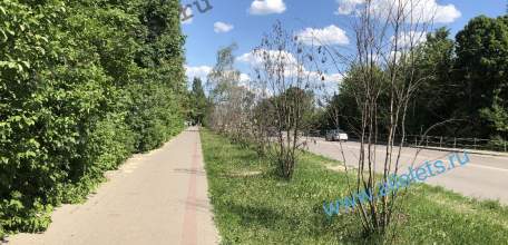 В Ельце под покровом ночи выпилили и вывезли по улице Свердлова высохшие рябины! Какой позор администрации Ельца!