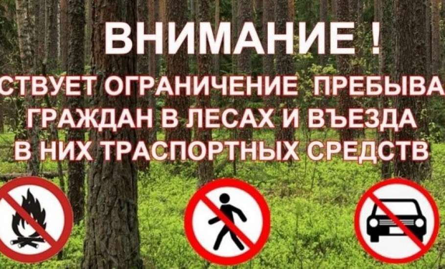 Ограничение пребывания граждан в лесах и въезд в них транспортных средств вводятся с 5 по 25 июня в Липецкой области!