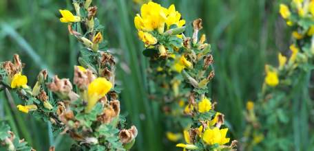 Объявлен желтый уровень "Воздушная опасность" по Липецкой области!