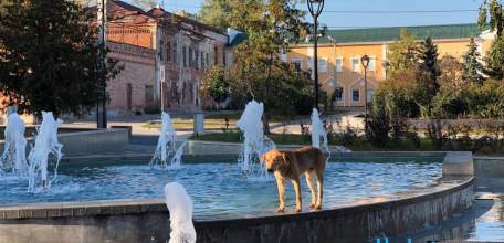 Россиянам запретят приводить животных на пляжи, за исключением собак-поводырей