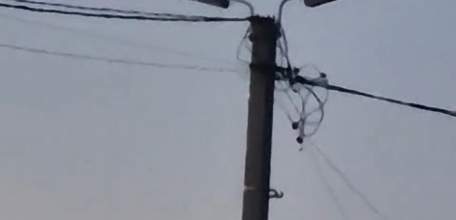 Аисты поселились на полигоне ТБО ООО »Риэлтико» в Елецком районе! Часовые разместились на каждом столбе!