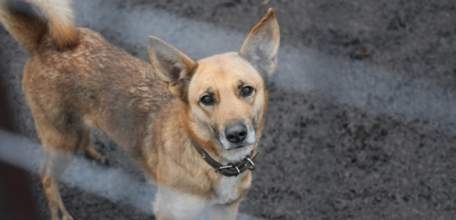 Собаки откусили 11 млн рублей от бюджета Липецкой области